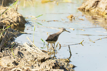 Birds Wood Sandpiper Tricky To Find The Water Field In Meadow
