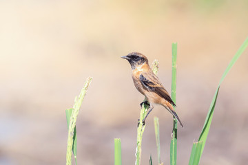Birds Eastern Stonechat Sitting On Grass In Meadow
