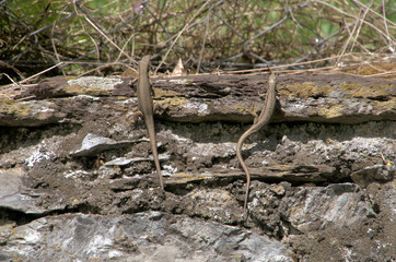 Podarcis muralis; Walll lizards sunning in Walenstadt, Swiss Alps