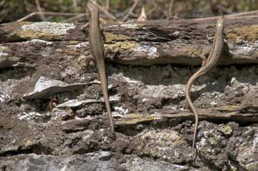 Podarcis muralis; Walll lizards sunning in Walenstadt, Swiss Alps