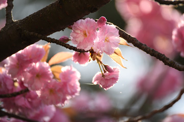 Lush sakura blossoms in the spring.  Soft selective focus.  