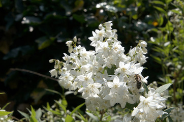 Blossom of flowering shrub in Swiss cottage garden