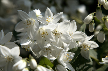 Blossom of flowering shrub in Swiss cottage garden