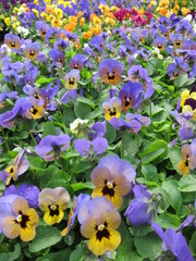purple flowers in the garden