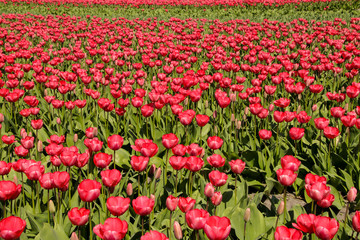 Tulpenfeld im Freien in Holland