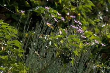 Fototapeta premium Dianthus alpinus; Alpine Pinks on rocky garden bank, Berschis