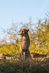Cheetah in Long Grass