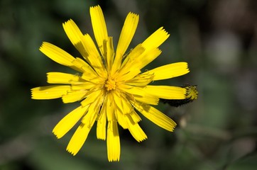 Pilosella sp.; Yellow Hawkweed flowering in Swiss meadow, Flumserberg