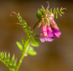 Macrophotographie fleur sauvage - Vesce de Hongrie - Vicia pannonica