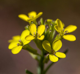 Macrophotographie fleur sauvage - Vesicaire - Alyssoides utriculata