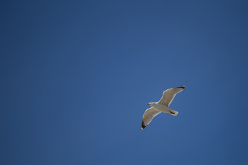 goéland volant au dessus de la mer