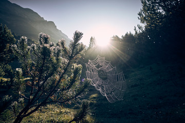 Sun shining through trees and spiderweb