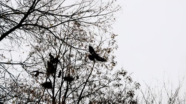 Silhouettes of a flock of black crows on a tree during winter. Contre Jour