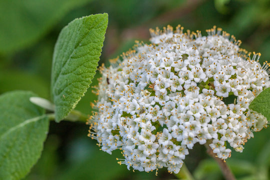 Macrophotographie fleur sauvage - Viorne lantane - Viburnum lantana