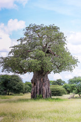 large ancient tree with field in background