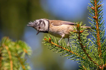 Crested tit (Lophophanes cristatus, Parus cristatus)
