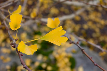 Fall Ginkgo Biloba Leaves