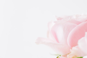 Obraz na płótnie Canvas Blurred delicate petals