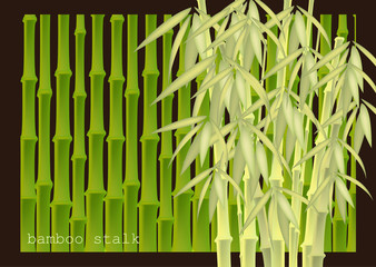 Abstract background of bamboo trees. Bamboo stalks. Vector illustration of tropical plants for your design.