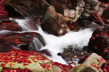 Brook in the Autumn Beech Forest