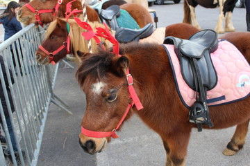 poney de noel