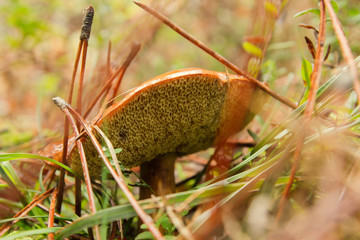 Obraz premium Detail of boletus mushroom yellow sponge 
