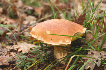 Boletus edulis growiing in autumn