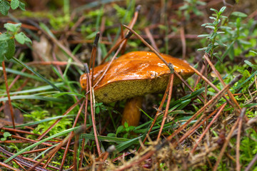 Bay bolete growing in the forest soil 