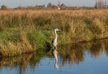 Zaanse Schans, Netherlands - considered a real open air museum, Zaanse Schans presents a collection of well-preserved historic windmills and houses, and some beautiful wildlife