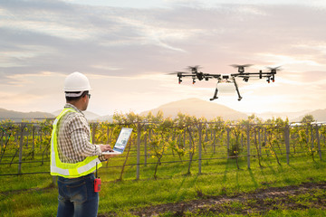 Technician farmer use wifi computer control agriculture drone fly to sprayed fertilizer on grape...