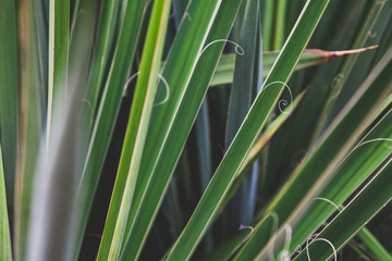 Abstract floral green background