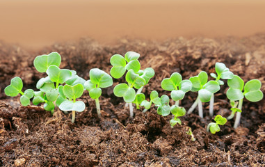 Green sprouts make their way out of ground. Shoots radish. Small green shoots. Young growth. Green seedling growing on ground. Focus in foreground.