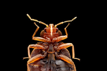 Bed Bug