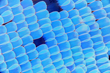 Blue wing scales on a Starry Cracker butterfly, Hamadryas laodamia saurites