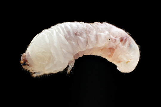 Bostrichidae, Lyctinae Larvae