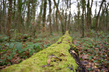 Dead Trunk Tree In The Forest