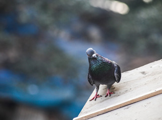 Colorful, Angry pigeon staring