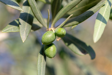 Close up shot of an olive tree with fresh olives and green leafs.