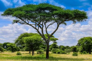 Obraz premium large bright tree in an African field