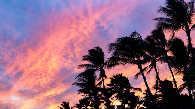 Palm tree silhouettes against colorful pink and blue sky background at sunset in tropical paradise © deberarr
