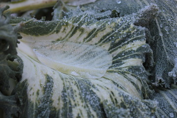 A large green leaf is covered with ice and snow. © Ирина Угорова