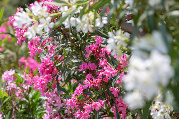 Colourful garden on a summer house in Skopelos Island, Greece.
