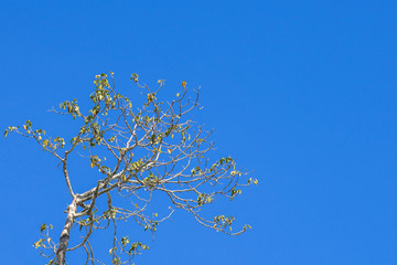 Beautiful tree with green leaves isolated on blue sky nature background