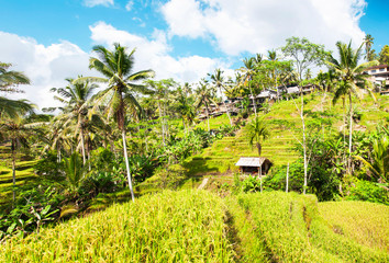 Tegallalang Rice Terraces. Ubud, Bali, Indonesia. Beautiful green rice fields, natural background. Travel concept, famous places of Bali.