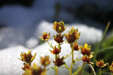 mountain flowers sprouting in front of snow