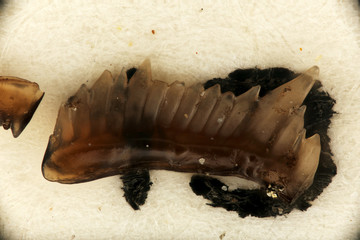 Conodonts, color a result of diagenesis