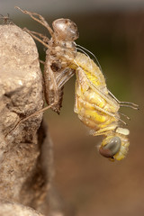 Dragonfly metamorphosis