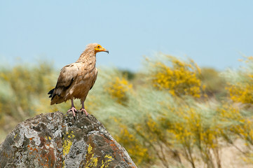 Egyptian Vulture (Neophron percnopterus), spain, portrait perched on rocks