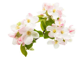 apple flowers isolated