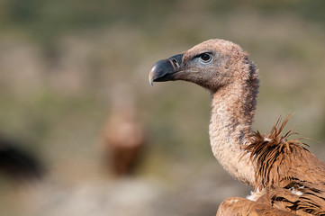 Griffon Vulture (Gyps fulvus) close-up, eyes and beak